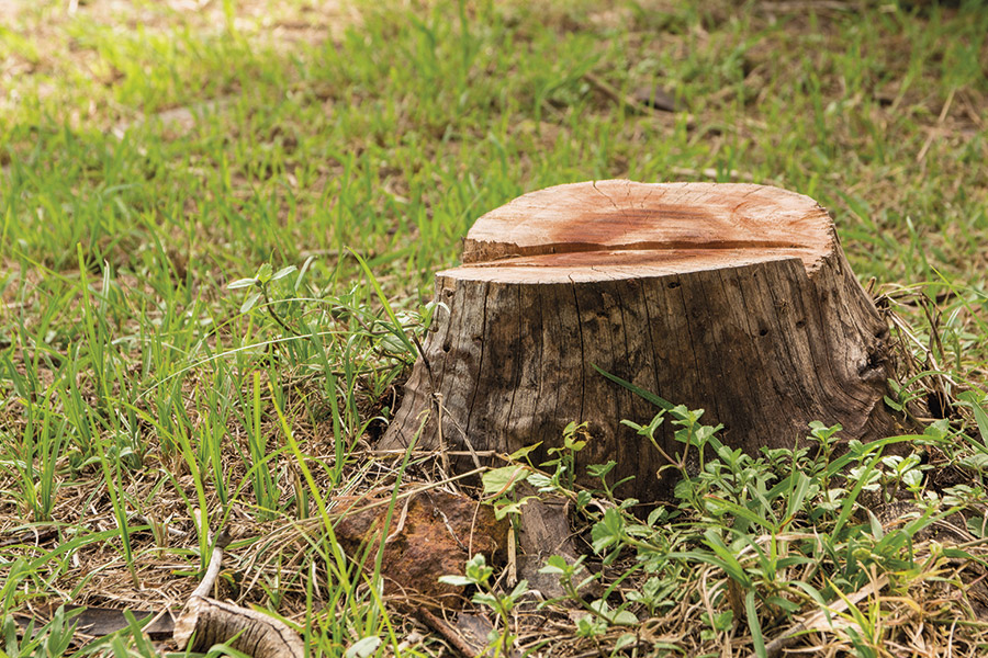 stump-griding-service-in-black-river-ny