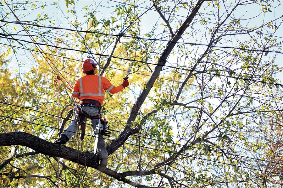 tree-removal-service-high-quality-black-river-ny.