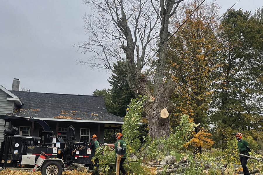 tree-trimming-removal-company-black-river-ny