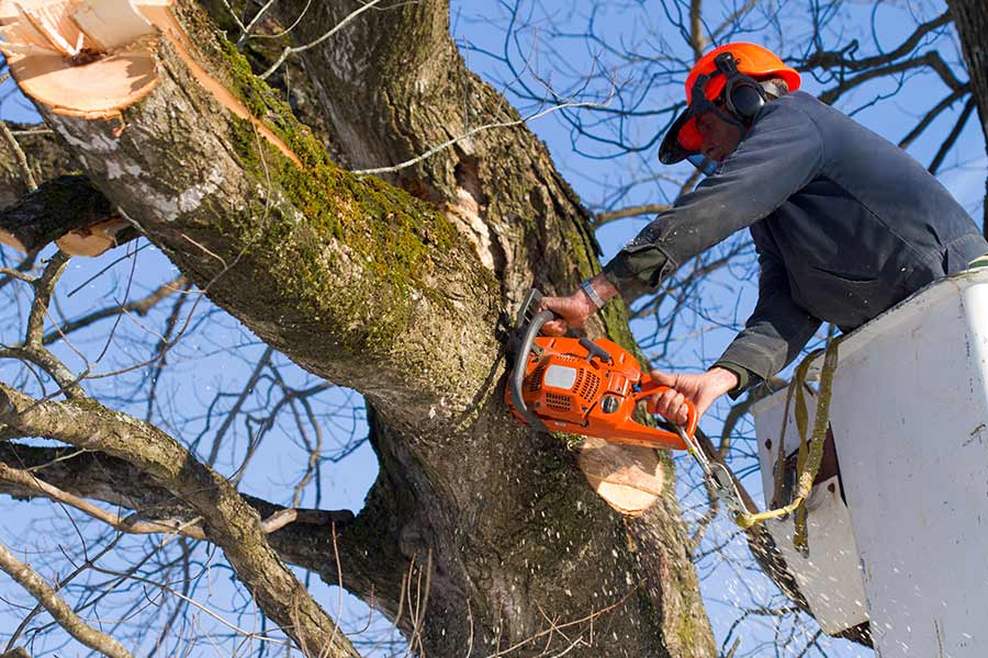 man chopping tree with chainsaw carthage ny