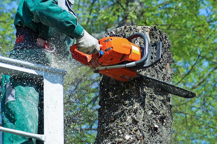 man-in-bucket-chopping-top-of-tree-with-chainsaw