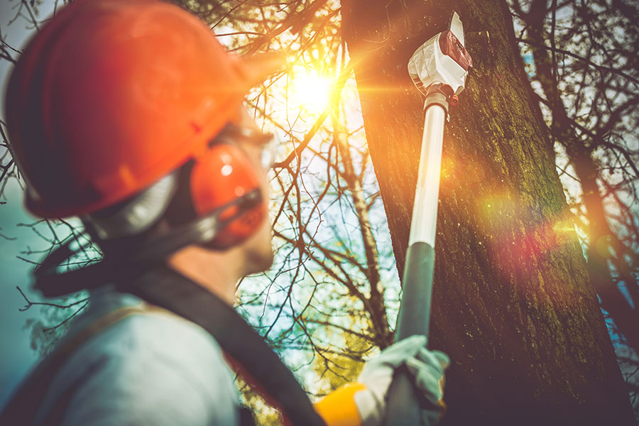 man-in-hard-hat-using-tool-to-remove-tree-branches